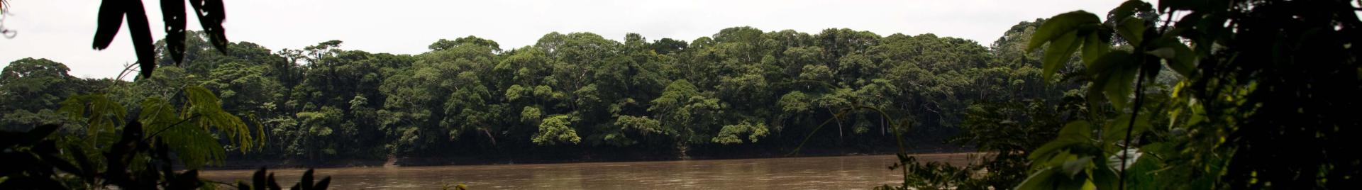 Bosque peruano